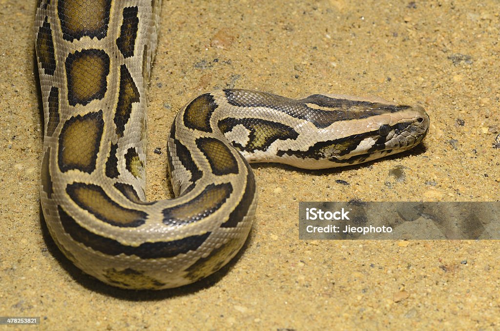 Ball Python (Python regius) Ball Python. (Python regius) Animal Stock Photo