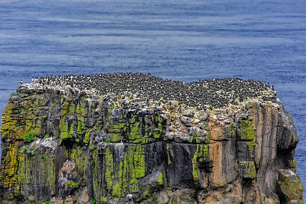 A colony of Common Guillemots/Common Murres, (Uria aalge), on their cliff nesting site on on Rathlin Island, Ireland