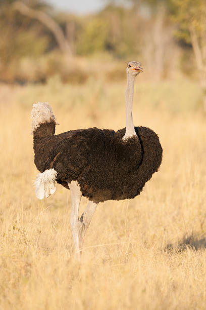 istock One male ostrich in Botswana 478255347