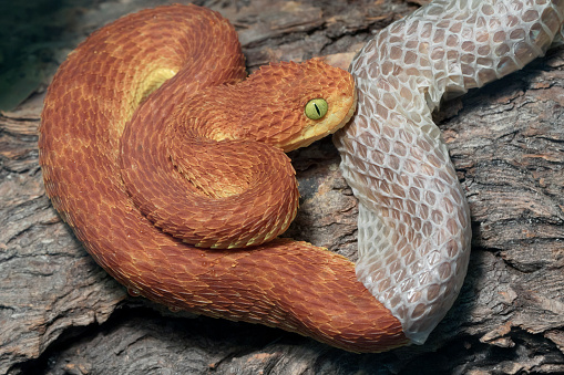 El desprendimiento de la piel de serpiente de tóxico víbora photo