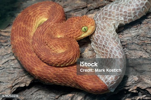 istock Snake Shedding it's skin - Poisonous Bush Viper 478255514