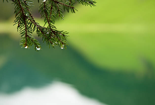Raindrops on fir branch with lake in the background