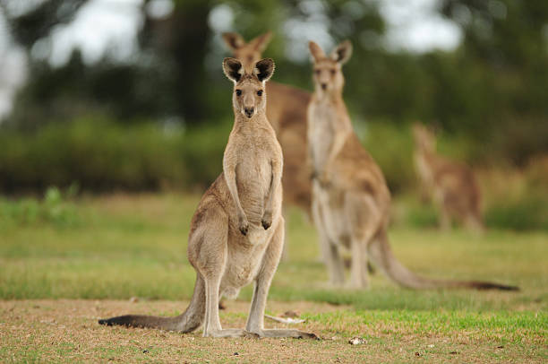 Kangaroos Kangaroos relaxing in the evening near the beach at Toorbul Queensland, Australia.  The closest Kangaroo is in focus. wallaby stock pictures, royalty-free photos & images