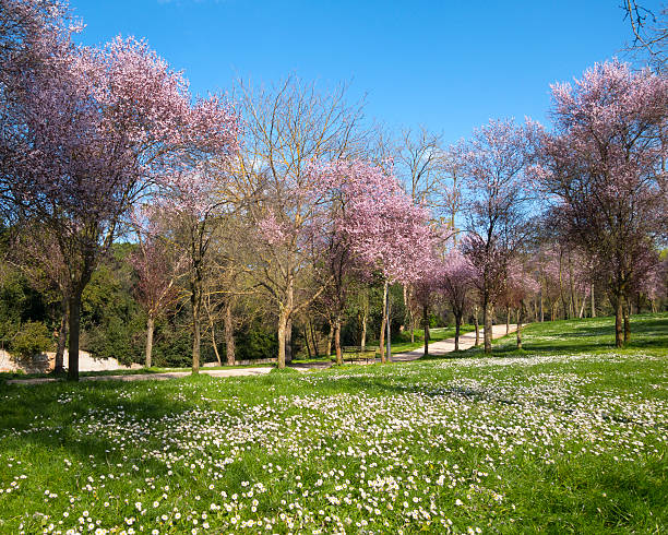 istock Spring flowers in Villa Ada park in Rome, Italy 478258425
