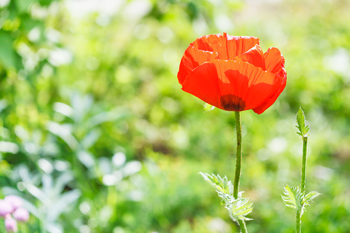natural background with red poppy flower on meadow in summer