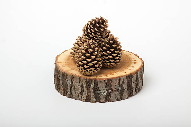 istock cedar cones on wood slice, isolated 478258494