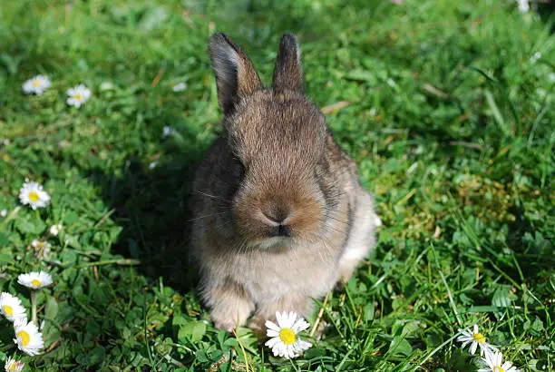 Little rabbit boy on the meadow with daisies