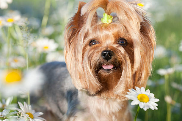 istock Yorkie in a field of daisies 478261083