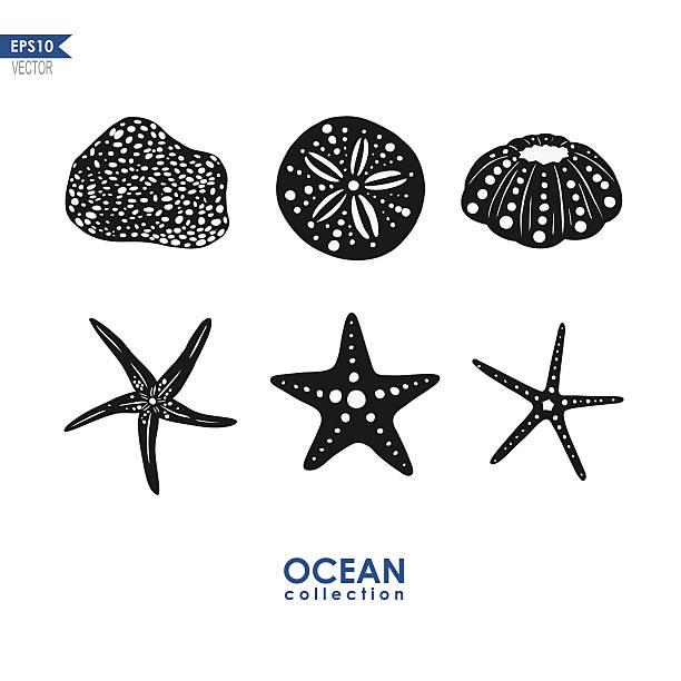 set of sea creatures - seashell illüstrasyonlar stock illustrations