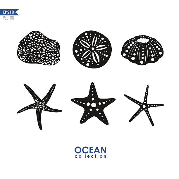 set of sea creatures set of vector silhouettes of sea creatures starfish stock illustrations