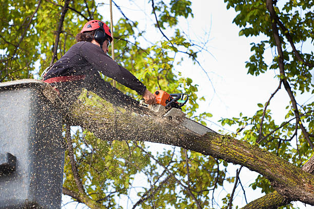 Arborist Tree Pruning Service Working on High Branches Subject: A tree surgeon arborist expert working on removing a tree branch with chain saw and heavy equipment. sawing photos stock pictures, royalty-free photos & images