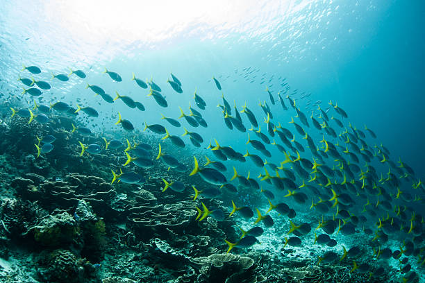 istock Schooling Fusiliers on Coral Reef 478261578