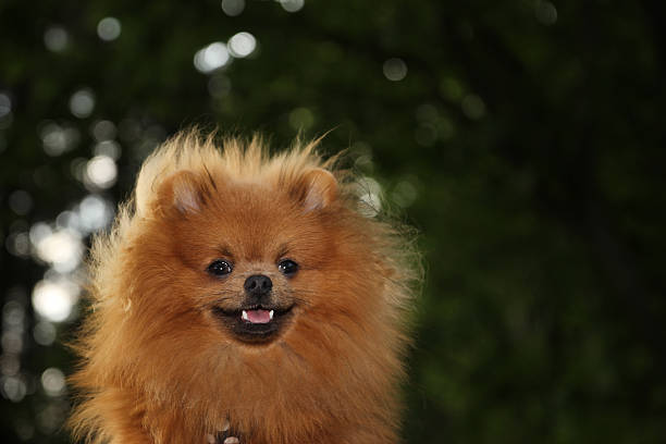 istock Pomeranian dog on the nature 478262418