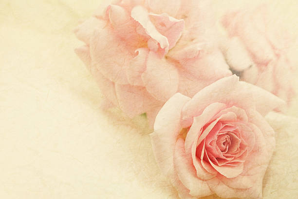 istock soft color rose on mulberry paper texture 478262630