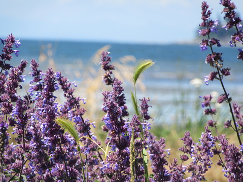 Close-up image of lavendar plant with the ocean in the background.