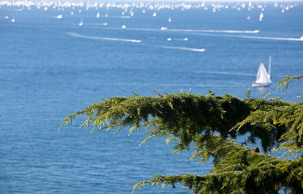 Barcolana 2010, The Trieste regatta