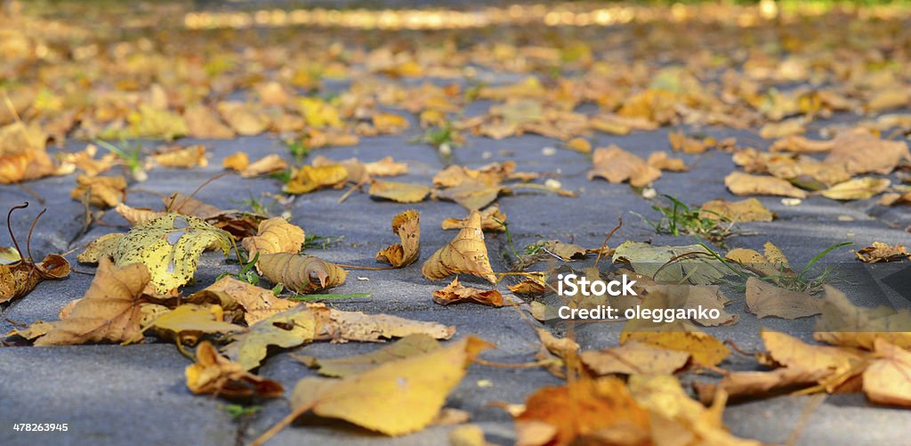 Outono baskground natural, árvores e grama, de Trilha de Pedestres - Foto de stock de Abstrato royalty-free
