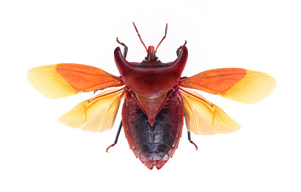 bug isolated on white background , eurypleura bicornis stock photo