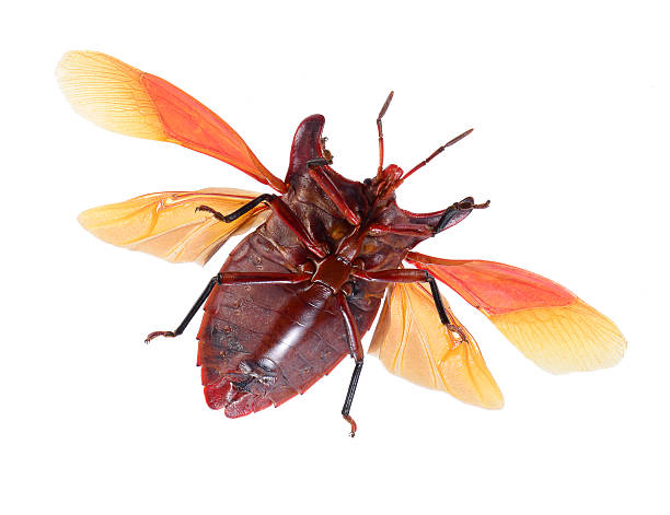 istock bug isolated on white background , eurypleura bicornis 478263963