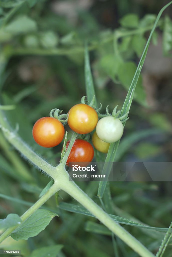 mmature pomodori - Foto stock royalty-free di Fattoria