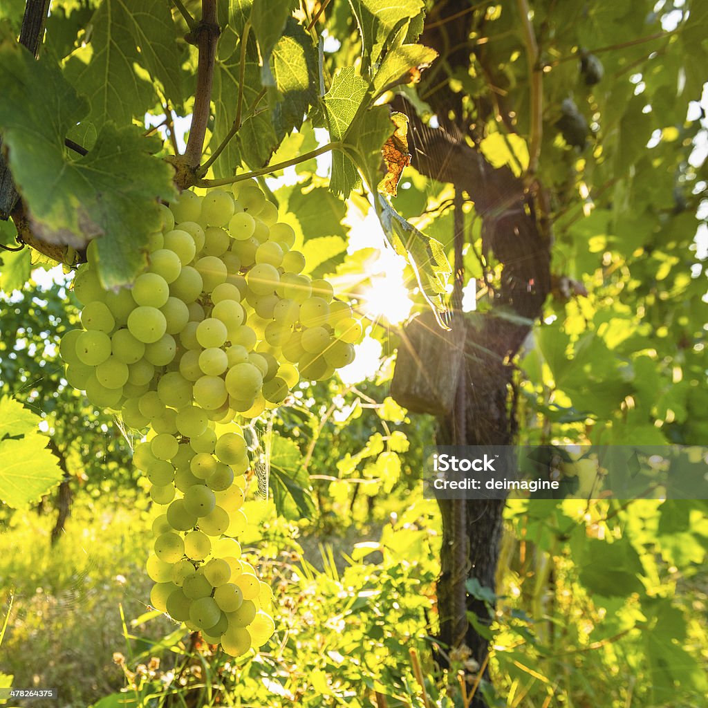 Maturo uva sulla vite - Foto stock royalty-free di Azienda vinicola