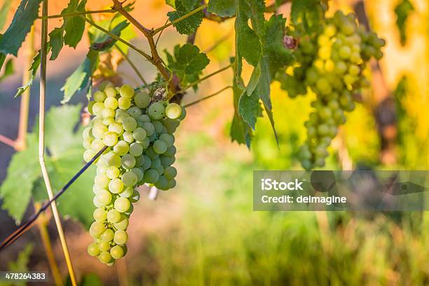 Maturo Uva Sulla Vite - Fotografie stock e altre immagini di Agricoltura - Agricoltura, Ambientazione esterna, Aurora