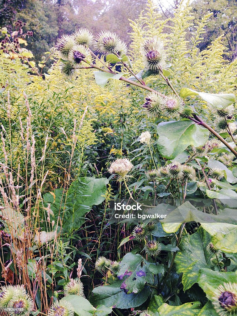 Burs en prado - Foto de stock de Abstracto libre de derechos