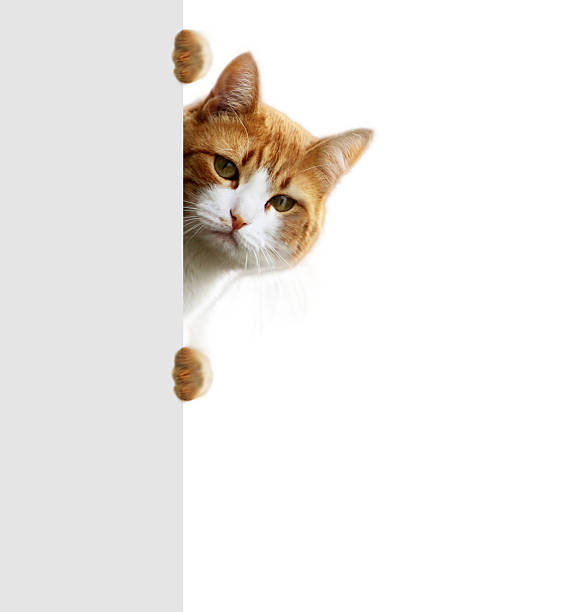 istock Orange tabby cat peeking out from behind wall 478264805