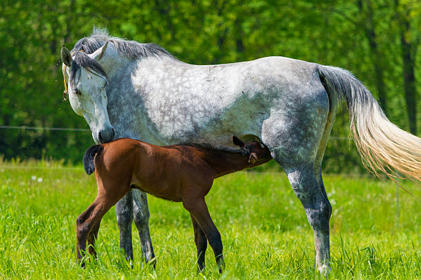 white horse with suckling foal stock photo