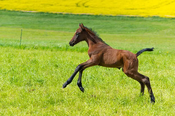 Funny horse foal playing on pasture with mother mare