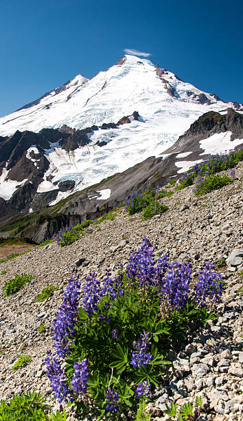 montanha baker - north cascades national park mountain flower wildflower imagens e fotografias de stock