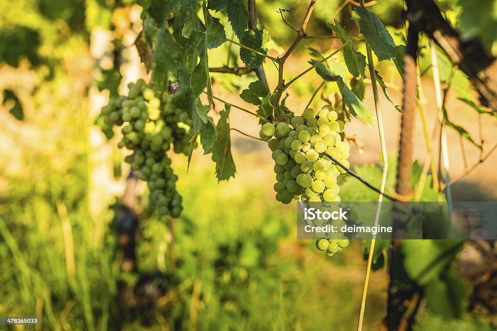Raisins mûrs sur la vigne - Photo de Agriculture libre de droits