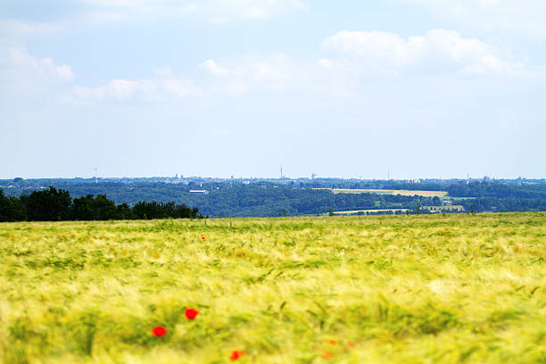 Wheat field and valley Ruhr, view into valley from Meisenburg in Essen. In background is Velbert at horizon. Southern Ruhrgebietin early summer.