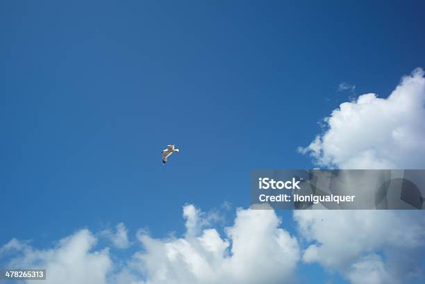 Azul Céu Nublado E Gaivota - Fotografias de stock e mais imagens de Ao Ar Livre - Ao Ar Livre, Azul, Beleza natural