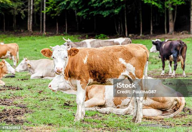 Bezerro No Campo - Fotografias de stock e mais imagens de Agricultura - Agricultura, Animal, Animal Doméstico