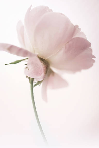 istock Classic roses in soft color style 478266104