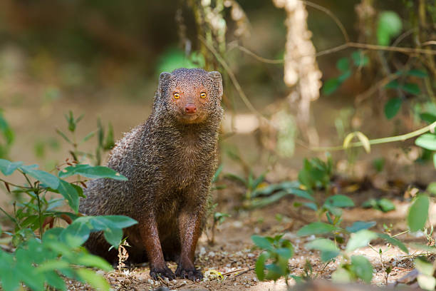 istock Indian gray mongoose in Sri Lanka 478266150