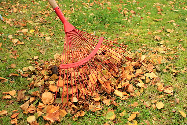 istock Raking leaves from the autumn garden 478266375