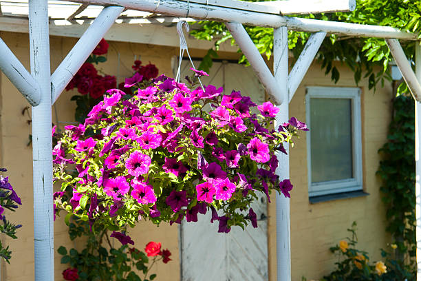 istock Beautiful hanging flowerpot basket 478266579