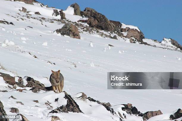 Fox Del Pico De Los Andes Mountainspatagoniaargentina Foto de stock y más banco de imágenes de Animal