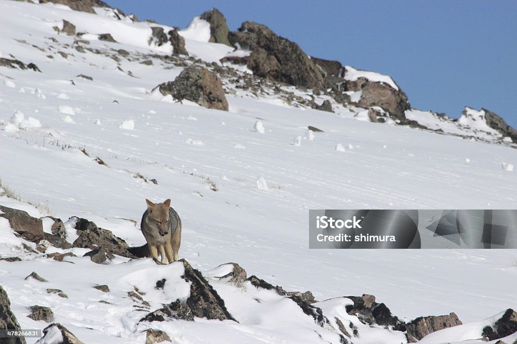 Fox на пике Анды mountains_patagonia-Аргентина - Стоковые фото Аргентина роялти-фри