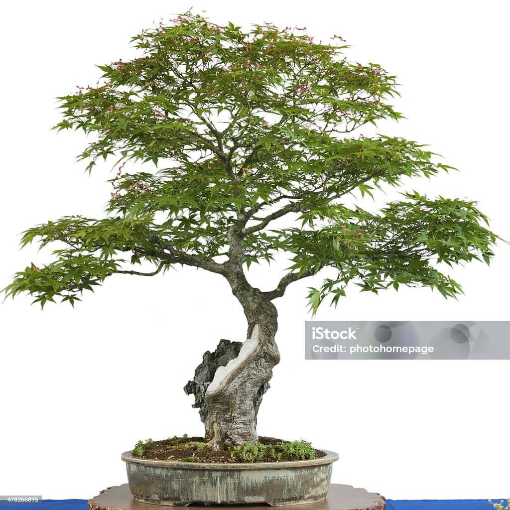 Japanese maple tree (Acer palmatum) bonsai - Lizenzfrei Freisteller – Neutraler Hintergrund Stock-Foto