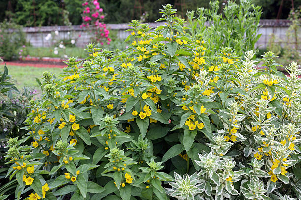 lysimachia punctata - punctata zdjęcia i obrazy z banku zdjęć