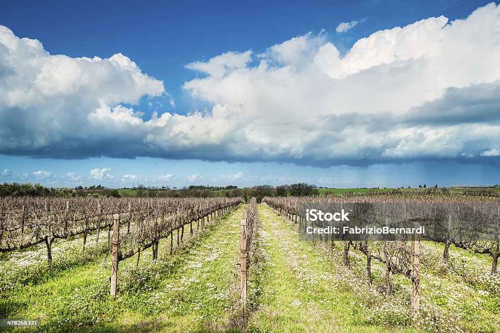 Paisaje de viñedos biológicas - Foto de stock de Agricultura biodinámica libre de derechos