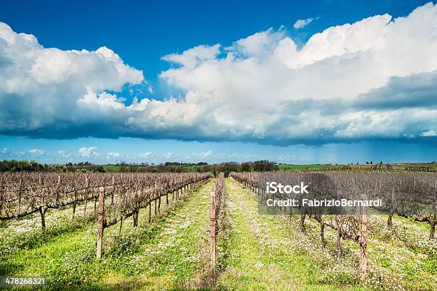 Paisaje De Viñedos Biológicas Foto de stock y más banco de imágenes de Agricultura biodinámica - Agricultura biodinámica, Viña, Agricultura