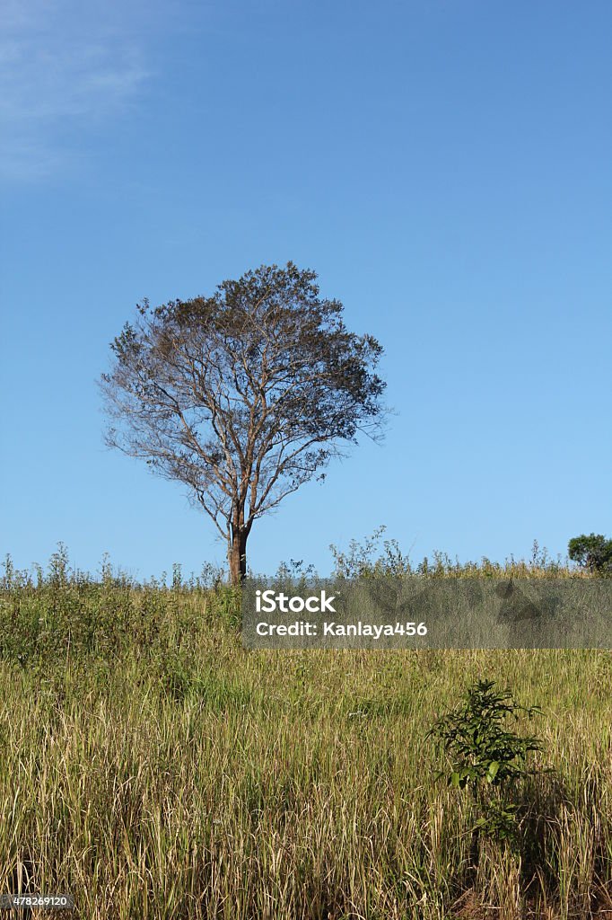 Trees and fields with blue sky. 2015 Stock Photo