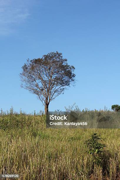 Trees And Fields With Blue Sky Stock Photo - Download Image Now - 2015, Agricultural Field, Agriculture