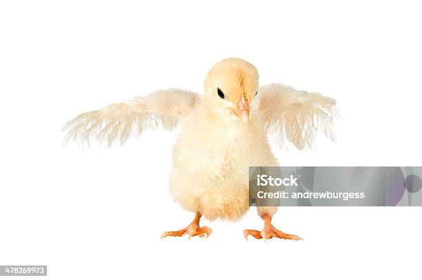 Photo libre de droit de Des Chick Battre Des Ailes Ses Ailes Isolé Sur Fond Blanc banque d'images et plus d'images libres de droit de Aile d'animal