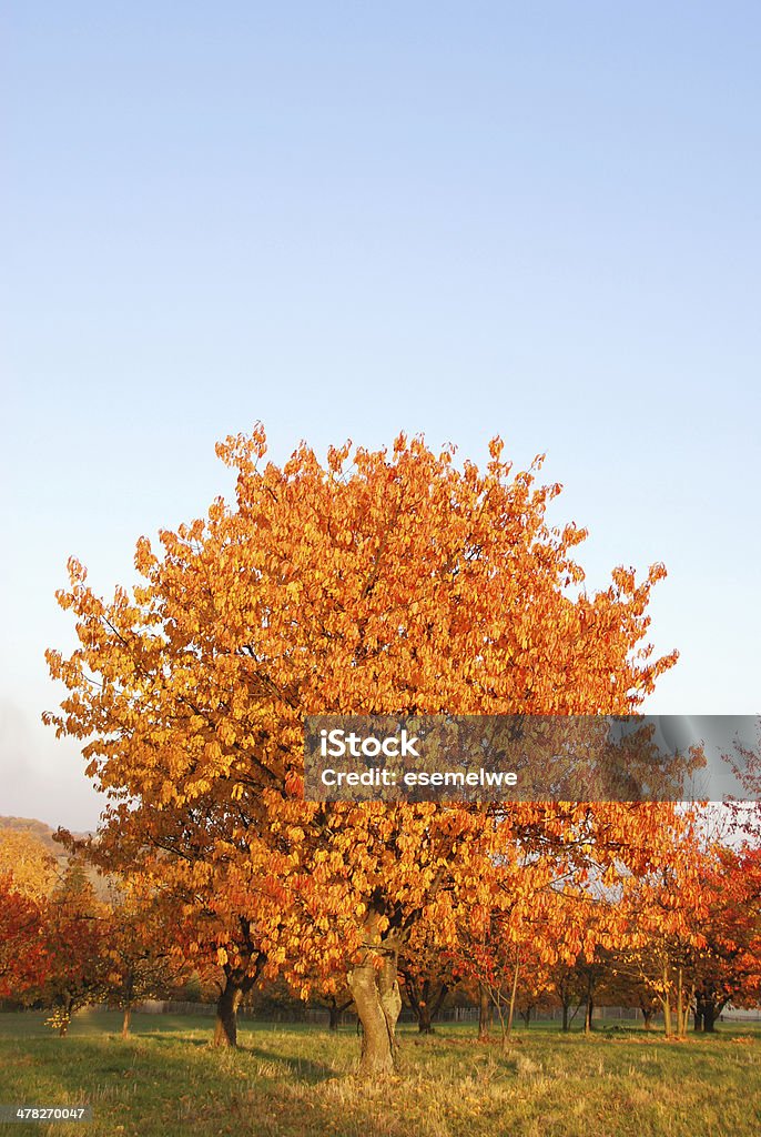 De outono cerejeiras - Foto de stock de Alemanha royalty-free
