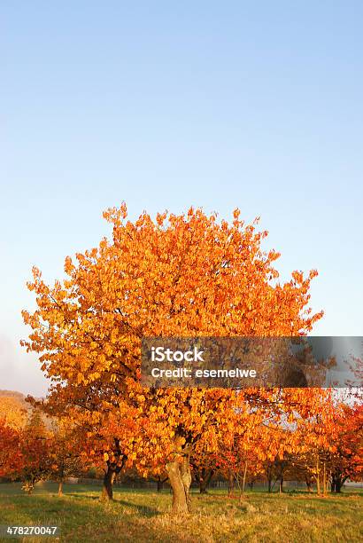 Foto de De Outono Cerejeiras e mais fotos de stock de Alemanha - Alemanha, Amarelo, Arbusto